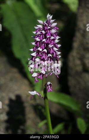 Das vertikale Bild der Militärorchidee - Orchis militaris im botanischen Garten, litauische Natur Stockfoto