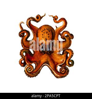 Octopus realistische botanische Darstellung auf weißem Hintergrund. Kunstwerke für Tätowierung, Druck, Stoff, Textil, Fertigung, Tapeten. Stockfoto