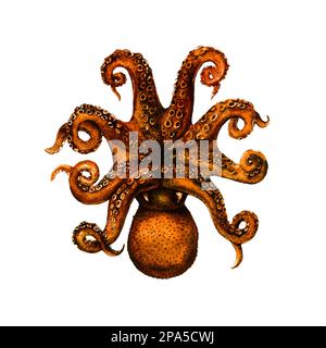 Octopus realistische botanische Darstellung auf weißem Hintergrund. Kunstwerke für Tätowierung, Druck, Stoff, Textil, Fertigung, Tapeten. Stockfoto