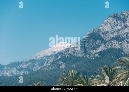 Horizontales Landschaftsbild eines schneebedeckten Berges mit einer Palme im Vordergrund schön Stockfoto