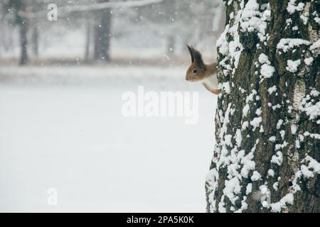 Süßes rotes Eichhörnchen, das sich die Winterszene anschaut - Foto mit hübschem, verschwommenem Wald im Hintergrund schön Stockfoto