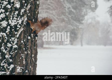Süßes rotes Eichhörnchen, das sich die Winterszene anschaut - Foto mit hübschem, verschwommenem Wald im Hintergrund schön Stockfoto