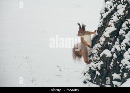Süßes rotes Eichhörnchen, das sich die Winterszene anschaut - Foto mit hübschem, verschwommenem Wald im Hintergrund schön Stockfoto