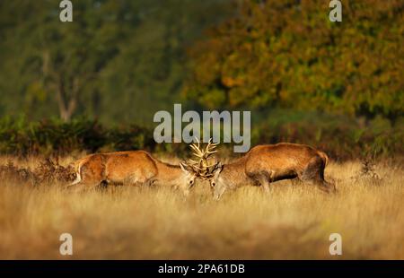 Nahaufnahme von zwei Rotwild-Stags, die während der Wetzsaison im Herbst in Großbritannien kämpfen. Stockfoto