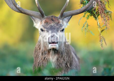 Beeindruckendes Porträt eines Hirschgeweihs mit Bracken auf einem Geweih, Großbritannien. Stockfoto