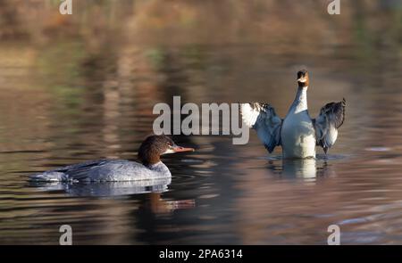 Nahaufnahme von zwei Gänseherinnen (gewöhnlicher Merganser), die im Wasser schwimmen, Großbritannien. Stockfoto