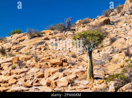 Ein einheimischer Quiver-Baum, auch bekannt als Kokerboom- oder Aloe-Dichotom, der in der Sonne auf einem felsigen Hügel steht Stockfoto