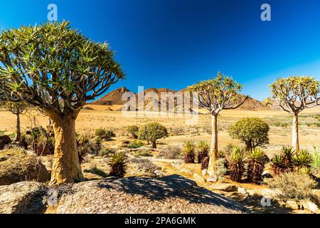 3 wunderschöne berühmte Quiver Bäume, Kokerboom, (Aloe Dichotoma) in der typischen trockenen, breiten afrikanischen Landschaft in Südafrika, nahe Springbok an einem sonnigen Tag. Stockfoto