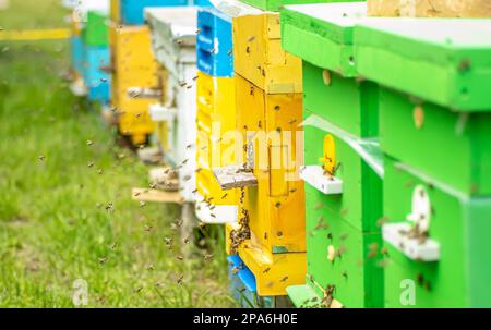 Nahaufnahme von fliegenden Bienen. Sommer Bienenhaus mit mehreren hölzernen farbigen Bienenstock von Honigbienen auf grüner Wiese. Bienenzucht. Beekiping-Konzept Stockfoto