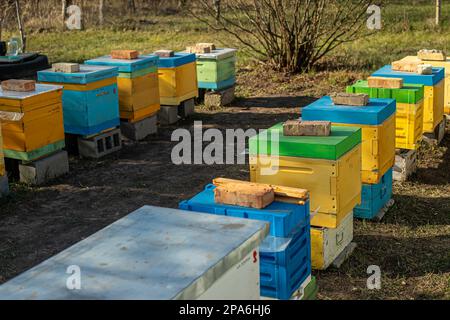 Bunte Holz- und Plastikstöcke im Sommer. Bienenhaus steht im Hof. Kaltes Wetter und Bienen sitzen im Bienenstock Stockfoto