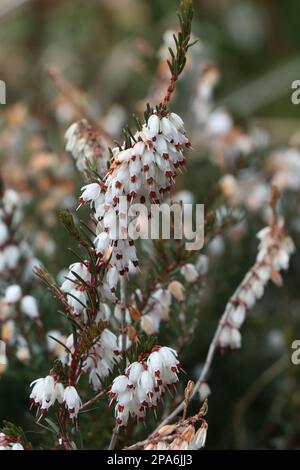 Weiße Erica Carnea oder Darlayensis Sorten. Erica Carnea Springwood White Stockfoto