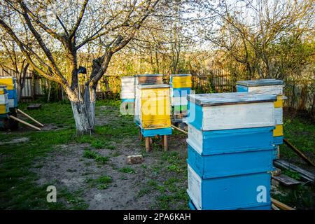 Blühender Garten mit Bienenhaus. Bienen entspringen unter den blühenden Apfelbäumen. Rote Tulpen auf dem Hintergrund von Bienenstöcken. Weichfokus. Stockfoto