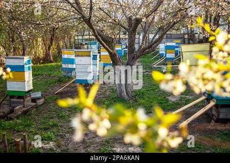 Blühender Garten mit Bienenhaus. Bienen entspringen unter den blühenden Apfelbäumen. Rote Tulpen auf dem Hintergrund von Bienenstöcken. Weichfokus. Stockfoto