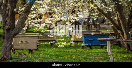 Blühender Garten mit Bienenhaus. Bienen entspringen unter den blühenden Apfelbäumen. Rote Tulpen auf dem Hintergrund von Bienenstöcken. Weichfokus. Stockfoto