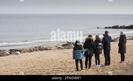 Menschen, die die Kolonie Grauer Seehund Halichoerus grypus an einem Strand in Horsey Gap, Norfolk, England, Großbritannien betrachten Stockfoto