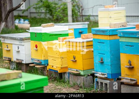 Bunte Holz- und Plastikstöcke gegen den blauen Himmel im Sommer. Bienenhaus steht im Hof auf Gras. Kaltes Wetter und Bienen sitzen im Bienenstock. Stockfoto