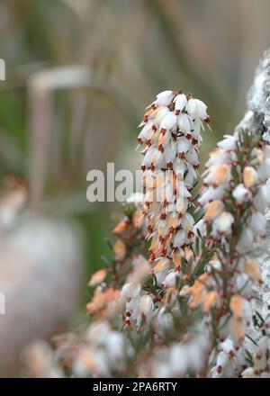 Weiße Erica Carnea oder Darlayensis Sorten. Erica Carnea Springwood White Stockfoto