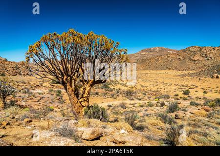 Ein einheimischer Quiver Tree, Kokerboom, (Aloe Dichotoma), der allein in einer typischen trockenen, breiten afrikanischen Landschaft in Südafrika in der Nähe von Springbok steht. Stockfoto