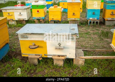 Blick von der Vorderseite der Bienenstöcke auf dem Bienenhaus im Frühjahr. Ein leerer Stand unter dem Bienenstock. Stockfoto