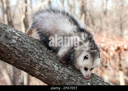 Oposssum Ganzkörperblick Wandern auf dem Baumstamm mit Blick nach rechts in den Wintermonaten. Stockfoto