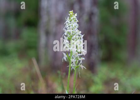 Kleine Schmetterlingsorchideenblüten nach starkem Regenschauer Stockfoto