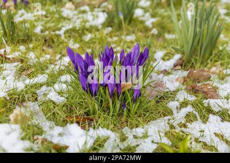 Schöne violette Krokusse im Schnee Stockfoto