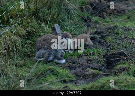 Ein Stoat (Mustela erminea) stammt aus der Zeit vor einem Kaninchen, das viel größer ist als sich selbst auf einem Moorland in der Nähe von Diggle in Saddleworth, Oldham, Großbritannien Stockfoto