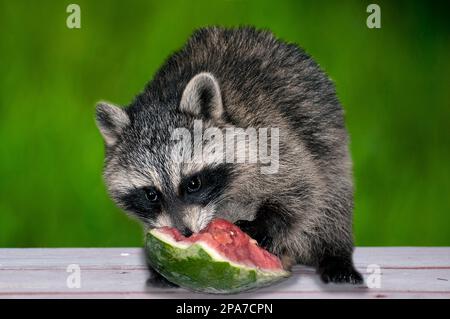 8 Wochen alte Waschbären, die an einem gestohlenen Wassermelonenstück fressen, auf einem Picknicktisch sitzen, mit einem grünen Grasfeld im Hintergrund, ein Schuss voller Körper V Stockfoto