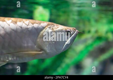 Osteoglossum bicirrhosum silber arowana im Sonnenlicht-Aquarium. Stockfoto