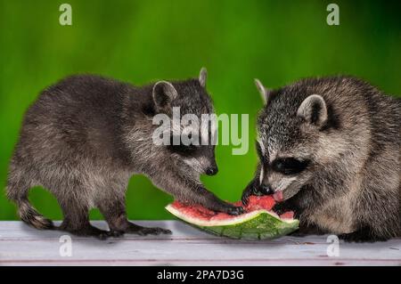 8 Wochen alte Waschbären, die an einem Stück gestohlener Wassermelone mit grünem Gras im Hintergrund auf einem Picknick-Tisch sitzen, 2 Schuss. Ganzkörper vi Stockfoto