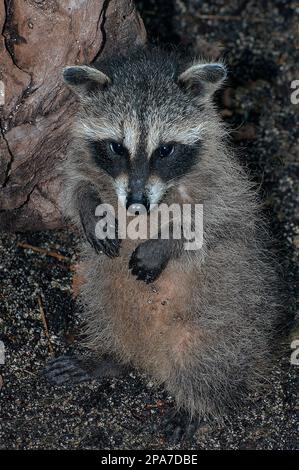 4 Monate alter Waschbär, der auf Hinterbeinen sitzt, als würde er um Essen betteln, vertikal. Stockfoto