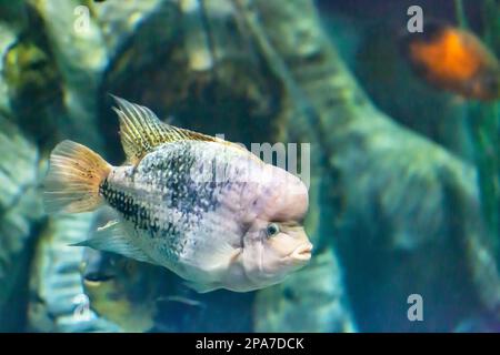 Vieja maculicauda Blackbelt Cichlid. Interessante Aquariumfische. Fischzucht. Stockfoto