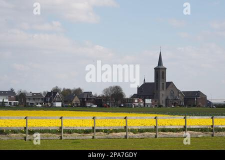 Tulpenfelder bei Lisse in den Niederlanden Stockfoto