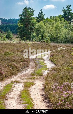 Seltene Tieflandheide mit Birke und Heidekraut bei Thursley Common in Surrey UK Stockfoto