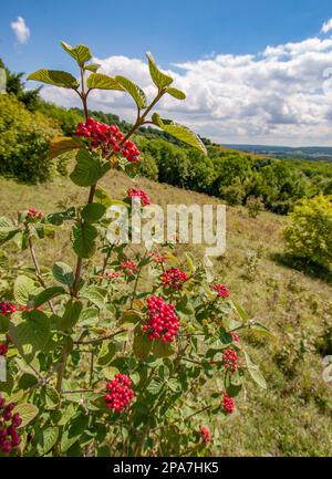 Fröhliche rote Beeren des Wayfaring Tree Viburnum lantana am steilen Hang des Nordens nach Kent UK Stockfoto