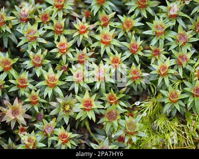 Juniper Haircap Polytrichum Junior wächst in Wäldern in Somerset UK Stockfoto