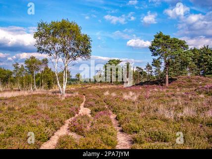 Seltene Tieflandheide mit Birke und Heidekraut bei Thursley Common in Surrey UK Stockfoto