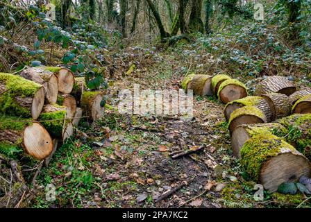 Sägen von Stämmen auf beiden Seiten eines Waldweges in South Wales UK nach dem Baumkollaps Stockfoto