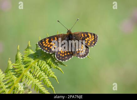 Heath Fritillary männlich ruht sich in bin Coombe auf Exmoor Somerset UK aus Stockfoto