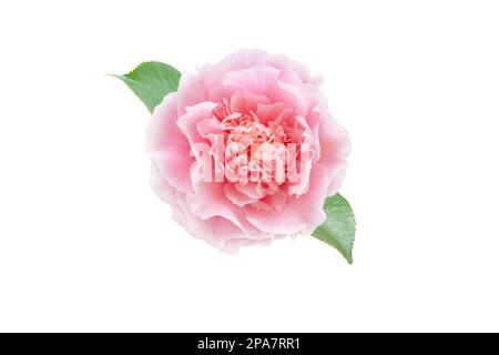 Blassrosa Camellia japonica Pfingstrose mit grünen Blättern auf weiß isoliert. Japanischer tsubaki. Stockfoto