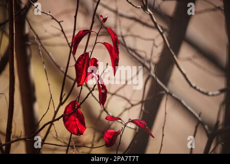 Am späten Nachmittag hängen Details der purpurroten Blätter aus der Nähe vom Zweig eines Herbstbaums Stockfoto