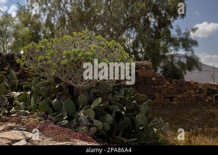 Frische Pflanzen im Winter: Große Opuntia und Kleinia, hoher Baum im Hintergrund. Steinmauer. Casillas del Angel, Fuerteventura, Kanarische Inseln, Stockfoto