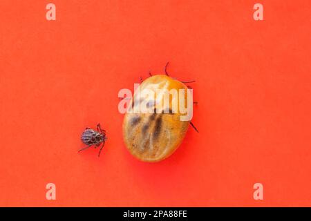 Infizierte Zecke Dermacentor und weibliche Zecke gefährliches Insekt nach einem Biss und voller Blut auf rotem Hintergrund. Parasitäre Milbe. Zeckenerkrankungen Stockfoto