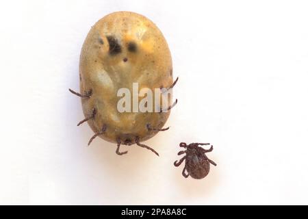 Infizierte Zecke Dermacentor und weibliche Zecke gefährliches Insekt nach einem Biss und voller Blut auf weißem Hintergrund. Parasitäre Milbe. Zeckenerkrankungen Stockfoto