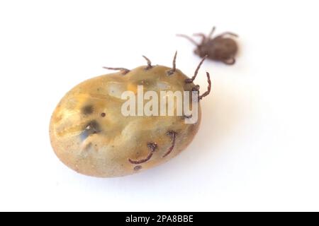 Infizierte Zecke Dermacentor ist ein gefährliches Insekt nach einem Biss und voller Blut auf weißem Hintergrund. Parasitäre Milbe. Zeckenerkrankungen Stockfoto