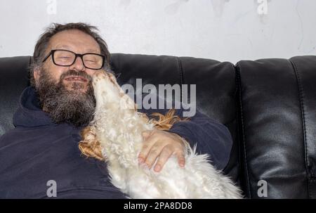 Spaniel-Hund leckt Gesicht eines älteren Mannes mit Bart auf schwarzem Ledersofa Stockfoto
