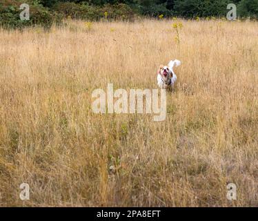 Cockerspaniel läuft in trockenem Gras mit einem Ball im Mund Stockfoto