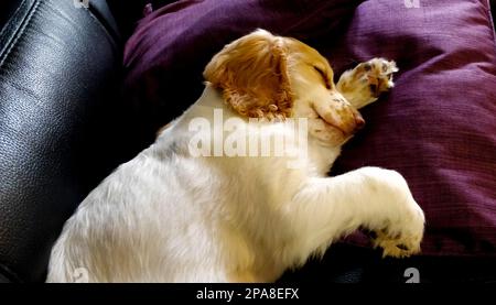 Junger Cockapoo Hündchen, der auf lila Kissen auf einem schwarzen Ledersofa schläft, mit dem Kopf auf seinem Bein Stockfoto