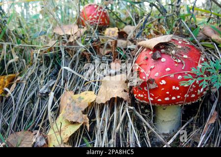 Pilze. Fliegenlandwirtschaft im Herbstwald. Eine Gruppe Pilze Stockfoto