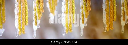 Junge männliche Katzenkatzen von Corylus avellana, Gemeine Hasel auf den Zweigen des Baumes in der Nähe der weiblichen Blume. Bedeckt mit Eis und Schnee nach Frühlingsfrost. Schneefa Stockfoto